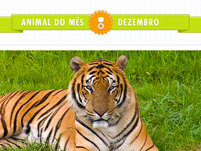 Zoo 01 futura green orange ribbon tiger web website zoo