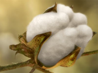 CGI Cotton Boll 3d animation bloom bole boll cgi cotton flower plant still frame