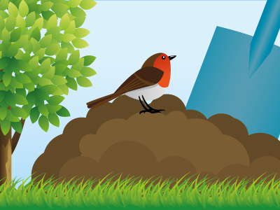 Robin birds falcons allies illiustrator illustration