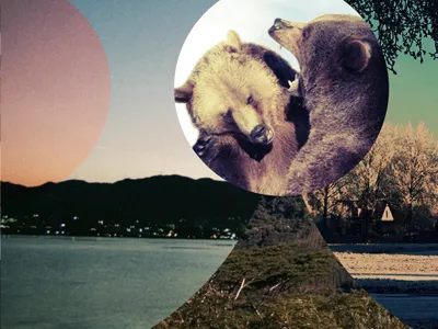 Bear Fight animals bears photography poster