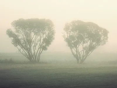 18 course denmark eerie epic fog golf landscape mist morning nature retro scandinavian trees woods