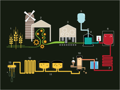 Molson Canadians Brewing Process Infographic beer brewing process info graphic molson molson canadian