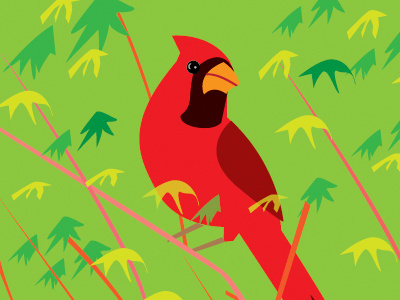 Spring 2011 - observed cardinal birds cardinal drawing illustration nature ryon ryon edwards south carolina japanese maple vector