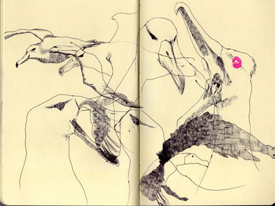 bestiary: albatross albatross bestiary drawing illustration