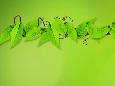 Eco frame eco frame green leaf wood