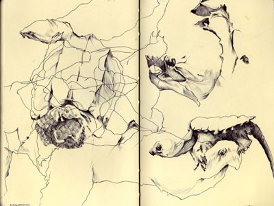 bestiary: alligator snapping turtle alligator bestiary drawing illustration snapping turtle