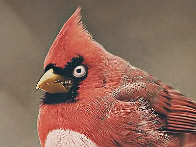 Real Life Angry Birds angry angry birds bird real