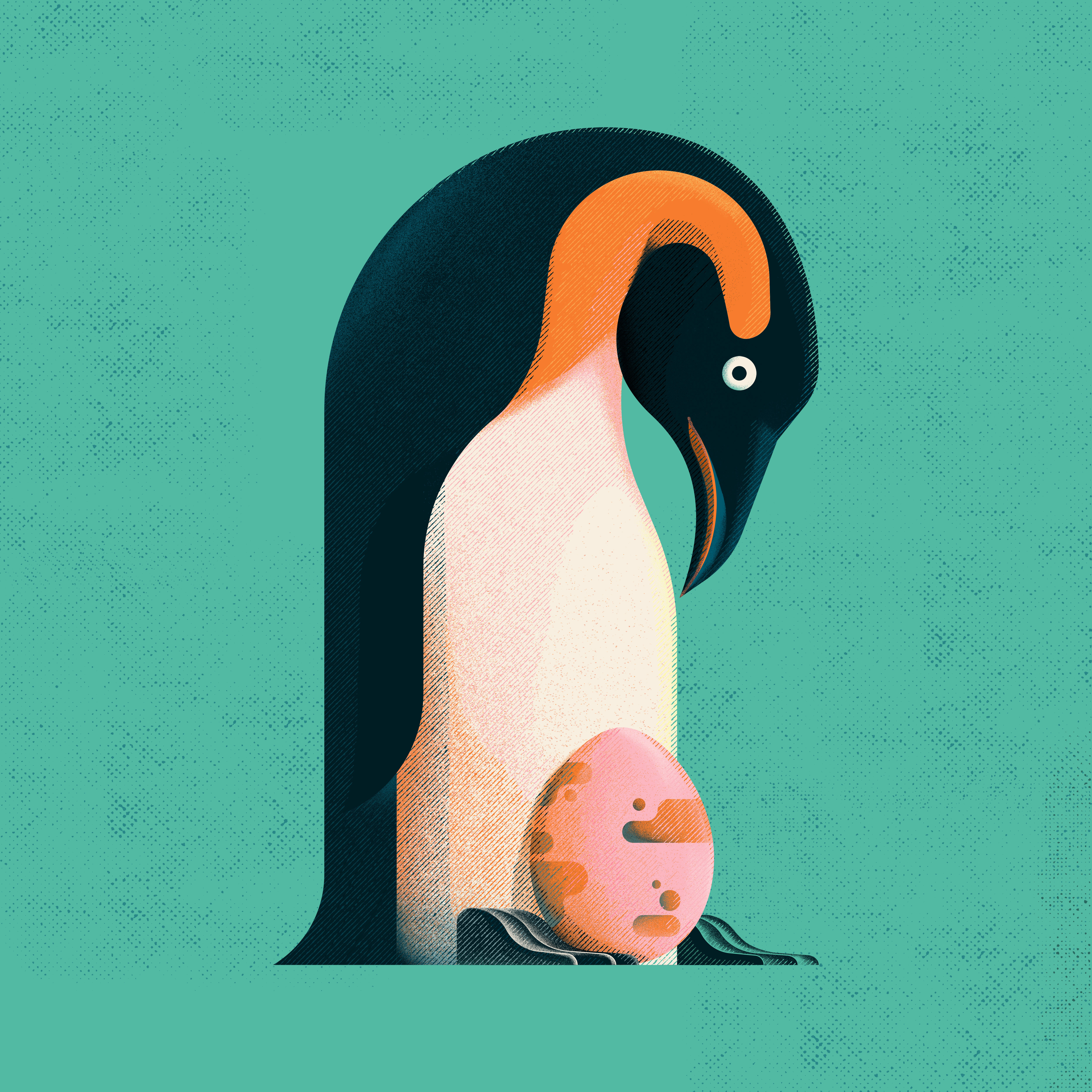 Penguin animal design flat graphic graphic design illustration penguin texture vector web illustration