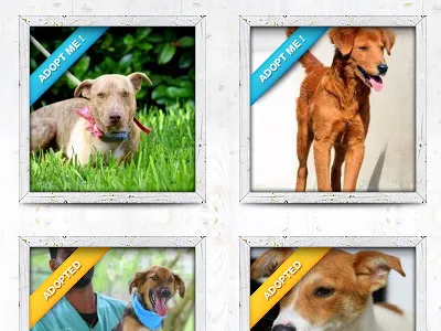 Humane Society - Adoption Listing adoption charity dogs humane society non profit