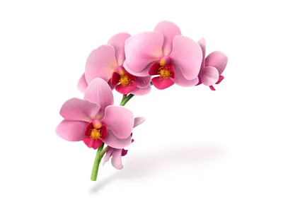 Orchids icon icons softfacade