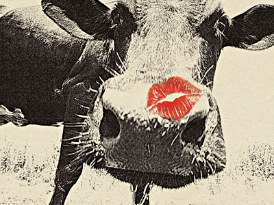 Kiss cow kiss