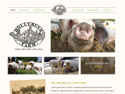 Holly Bush Farm cow farm pig sheep website