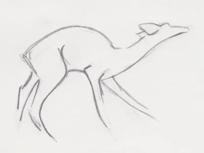 Deer Sketch for Logo animal drawing sketch