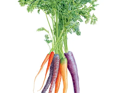 Heritage carrots illustration vegetable