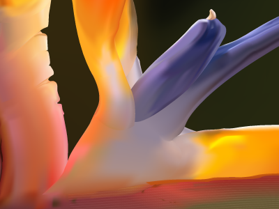 Bird of Paradise gradient mesh illustrator