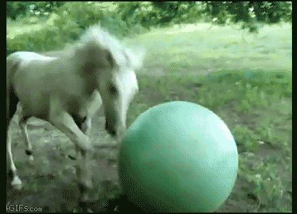 Animals Being Dicks gifs