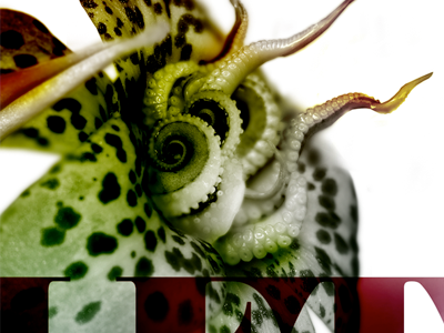 Sanctuary flower hidden octopus photo illustration sanctuary typography