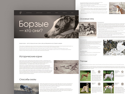 Longread о борзых. design graphic design typography ui ux web design борзые собаки уиппет