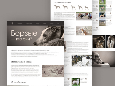 Longread о борзых. design graphic design typography ui ux web design борзые собаки уиппет