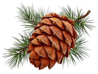 Cedar cone