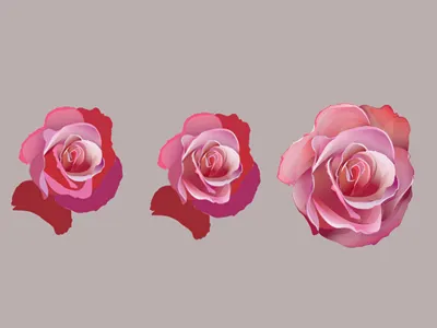 Undead Beauty: Rose progress gaks illlustration pink rose vector