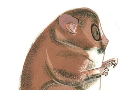 lemur animals illustration lemur work
