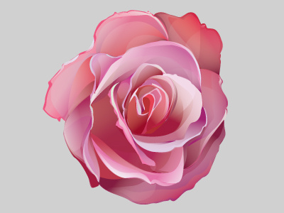 Rose gaks illustration pink rose vector