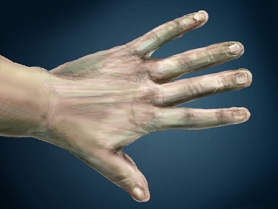 Hand (60 minute study) digital illustration painting photoshop sketch