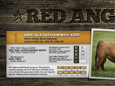 Bull Honky - wip brochure bull ranch rustic western