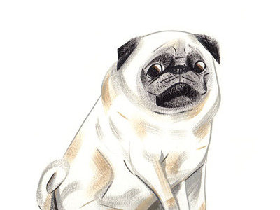 pug animals dog illustration pug