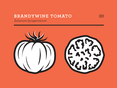 Tomato heirloom illustration prints red tomato vegetable