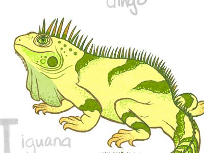 Iguana