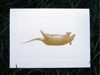 Dead Animal Notecard animal armadillo dead notecard southen
