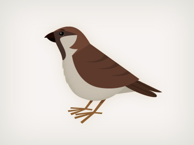 sparrow