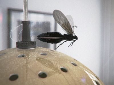 Herman the Insect performs 3d cinema4d concept vray