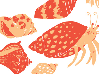 Shell beach crab orange red sand shell summer vacation