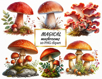 Magical Mushrooms