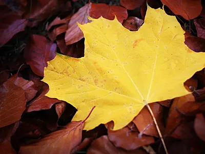 Dribbble autumn fall photo