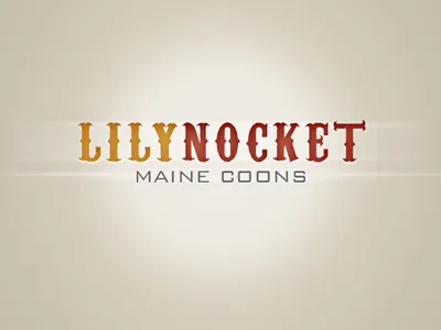 Lilynocket logo concept identity logo logo concept