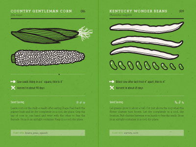 Heirloom Postcards beans black color corn garden gardening green heirloom postcards two vegetables white