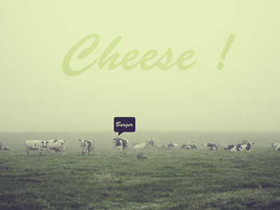 Say Cheese ! cow lomo photography test