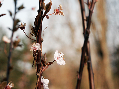 Spring belgium olga olga khokh photo printemps spring