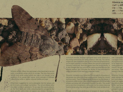Hidden Editorial Spread 3/3