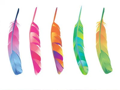 Candy Elk Dreamer's feather detail colourful gaks gaks designs graphic design illustration vector