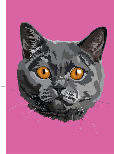 Scottish cat art cat illustration pet vector