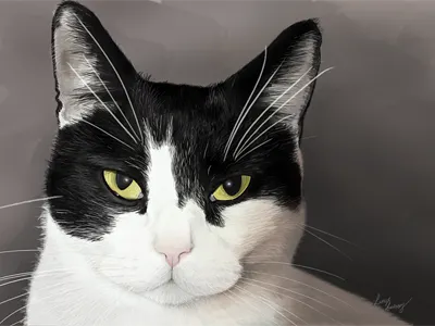 Homer cat digital painting homer painting