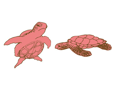 And Turtles color drawing turtles