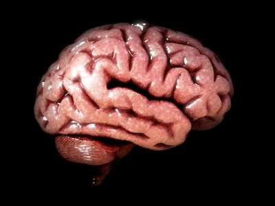 Cerebro/Brain 3d brain organ visualization