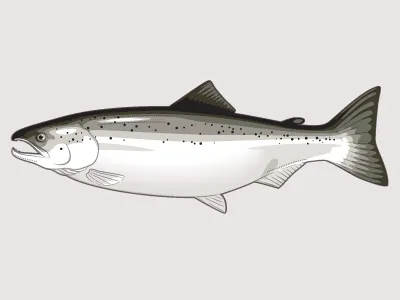Trout fish illustration trout