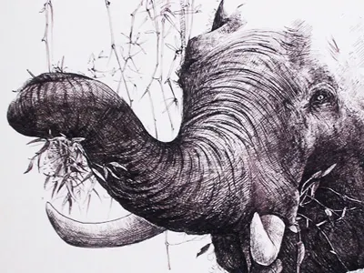 Elephant ink pen pen work sketch
